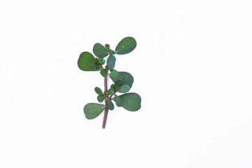 Obraz premium Portulaca oleracea common purslane plant branch isolated on white background for health benefits.Wild Portulaca oleracea purslane herbal plant isolated on white background for traditional medicine 