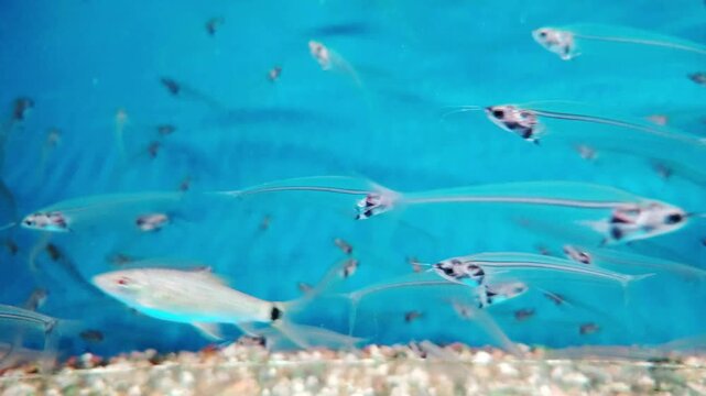 Transparent Glass Catfish School Swimming Underwater in Blue Aquarium Tank Water Close Up View