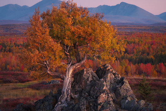 Herbstlandschaft mit altem knorrigem Baum bei Sonnenuntergang