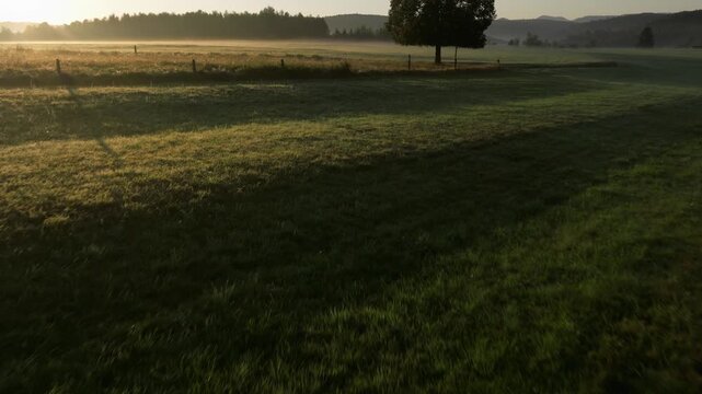 Low aerial view of a lone tree in a misty meadow at sunrise