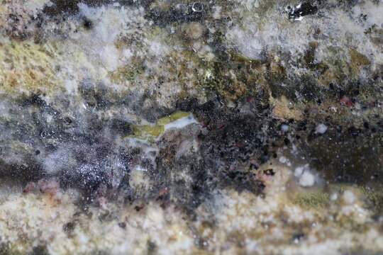 close up Mold grow on food after long time storage.	
