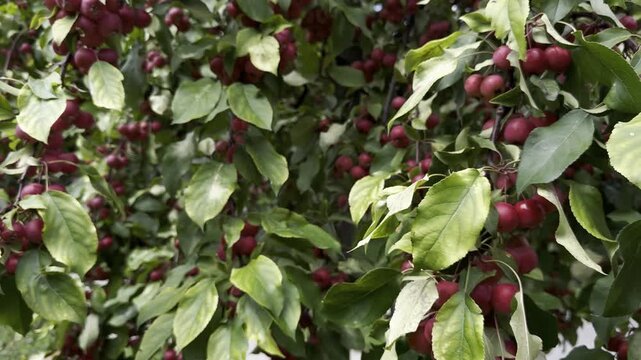 View of an ornamental apple tree with clusters of small Chinese crabapples hanging from its branches.