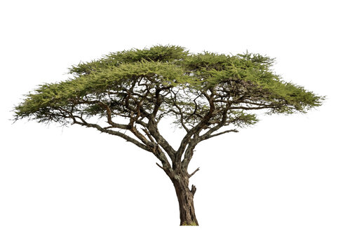 Acacia tree isolated