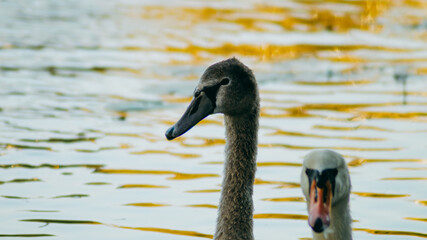Horizontal soft-light wildlife photo of swans on golden pond water real life photography © Artem