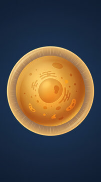 Scientific illustration of human ovum with zona pellucida structure