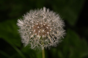 Botanical Diversity - Taraxacum officinale - Dandelion seed head close up © Aleksandra