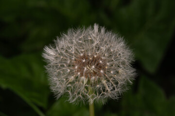 Botanical Diversity - Taraxacum officinale - Dandelion seed head close up © Aleksandra