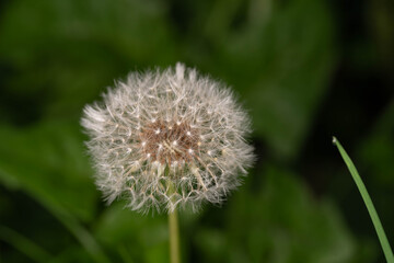 Botanical Diversity - Taraxacum officinale - Dandelion seed head close up © Aleksandra