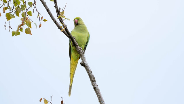 Birds of Germany - Psittacula krameri - Rose ringed parakeet perched on branch