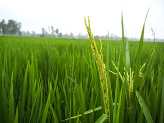 Fototapeta premium Close up of a single rice stalk with grains growing in a vast green paddy field, highlighting the agricultural beauty and the peaceful atmosphere of a rural farming landscape.