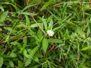 A close-up view of a small white ecliptic prostrate flower blooming in a lush green meadow, highlighting delicate petals and vibrant foliage in a natural setting. © OnlyDesign