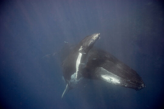 Mother and baby humpback whale  underwater, as the baby heads to the surface for a breath of air in the Caribbean