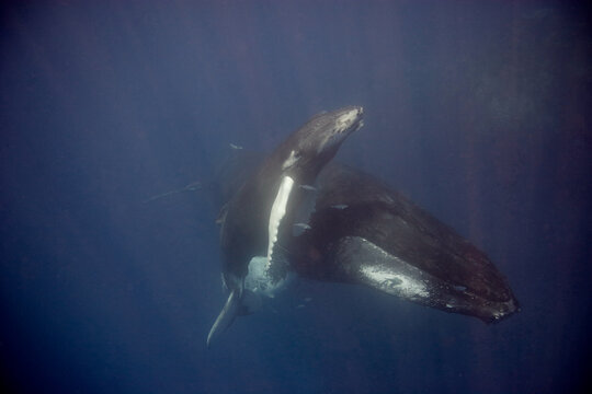 Mother and baby humpback whale  underwater, as the baby heads to the surface for a breath of air in the Caribbean