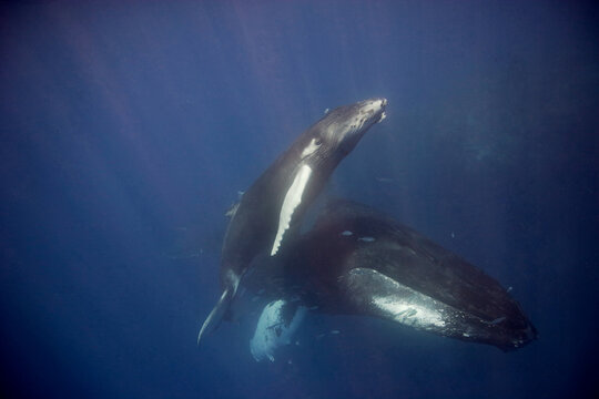 Mother and baby humpback whale  underwater, as the baby heads to the surface for a breath of air in the Caribbean