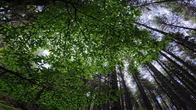 backlight leaves of chestnut in a mixed forest of Etna Park, Sicily, Italy