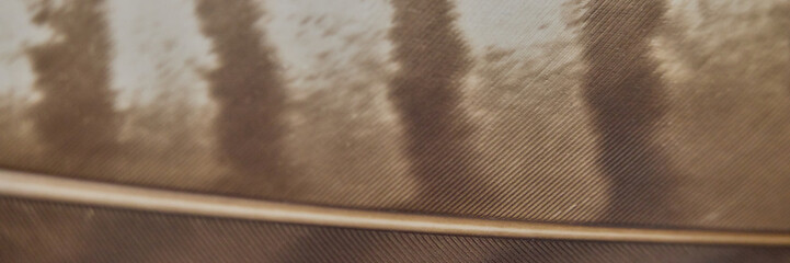 Brown bird feather close up with natural pattern and soft blurre © Lumae Nord