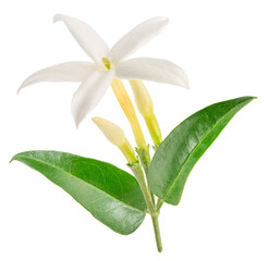 Obraz premium A fresh branch of white jasmine flowers blooming with vibrant green leaves, isolated on a white background. Natural perfume ingredient.
