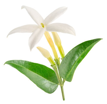 A fresh branch of white jasmine flowers blooming with vibrant green leaves, isolated on a white background. Natural perfume ingredient.