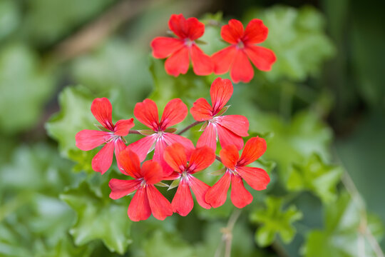 Bright red geranium blossoms with delicate veins, geraniums in full bloom surrounded by green leaves, close-up of a geranium pistil, red petals, pelargonium