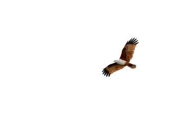 Brahminy Kite Soaring With Wings Fully Spread © Tony A