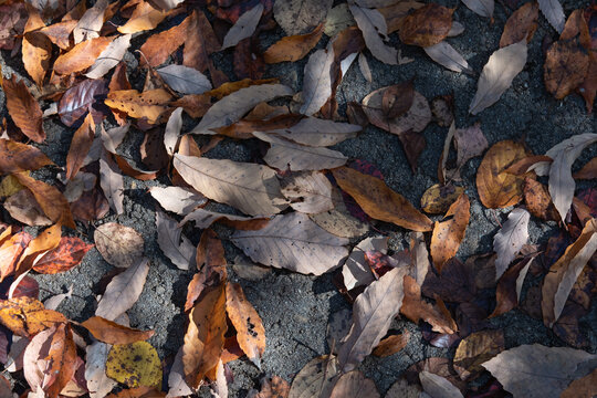 Top view of brown and yellow fallen autumn leaves covering the ground with copy space