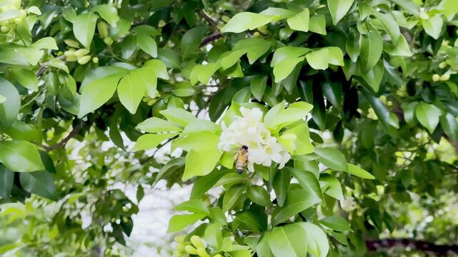 Bee foraging nectar from orange jasmine