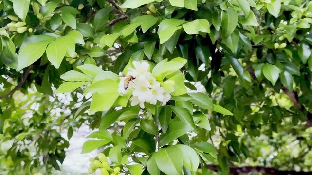 Bee foraging nectar from orange jasmine