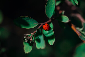 Red ladybug crawling on green leaf branch in dark forest macro © Alina Zakovyrko