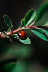 Red ladybug sitting on small green leaf branch in dark forest vertical macro © Alina Zakovyrko