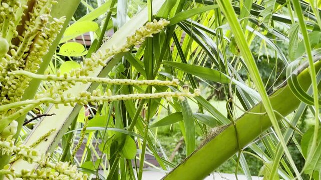 Foraging worker bee , onut flowers , Natural bee foraging , Bee on coconut blossom , Worker bee collecting pollen 