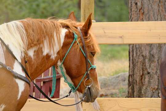 Brown and white horse standing beside a wooden fence