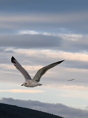 Obraz premium seagull in flight
