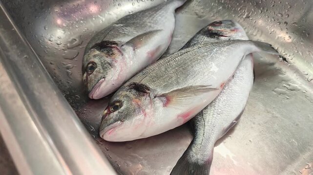 Water pours over three sea bream fish resting in a kitchen sink.