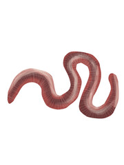 Fototapeta premium worm on white background