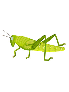 green grasshopper isolated on white