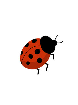 ladybug on white background