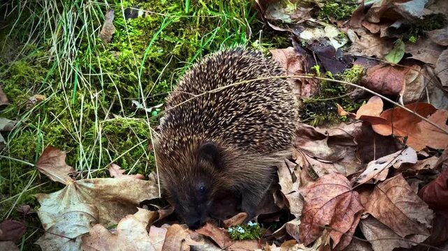 Wild Hedgehog Foraging in Autumn Forest Leaves. European Hedgehog Sniffing and Searching for Food Among Fallen Leaves and Moss in Autumn Forest Full HD
