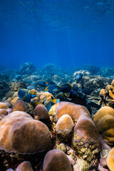 School of blue parrotfish swimming together over healthy coral reef in ocean. © PIPE DIVE UNDERWATER