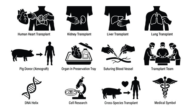 Medical Organ Transplant and Xenotransplantation Icons Set illustration isolated on white background