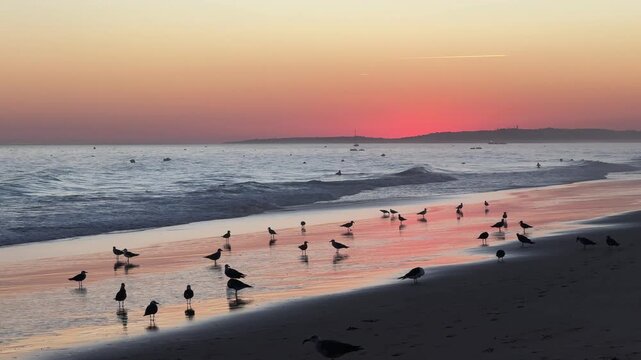 seabirds on beach Algarve, Portugal