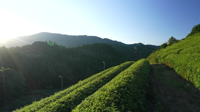A wide-angle view of green tea rows sloping along the hillside, with the evening sun slowly moving behind to illuminate the distant mountains and forest.