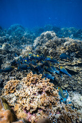 School of blue parrotfish swimming together over healthy coral reef in ocean. © PIPE DIVE UNDERWATER