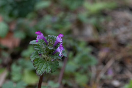 Close up of purple henbit deadnettle flowers blooming in green spring grass with copy space