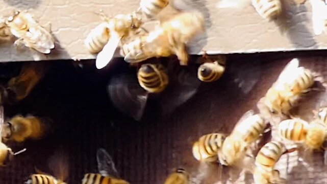 Honey bees (Apis mellifera) swarm around a nest under the window sill of a bird hide. Worker bees fan their wings at the hive entrance to help the colony control temperature and humidity.
