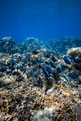 School of blue parrotfish swimming together over healthy coral reef in ocean. © PIPE DIVE UNDERWATER