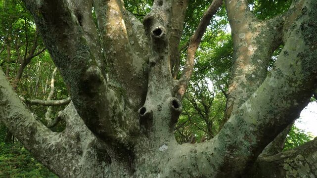 Old gnarled beech trees in a woodland near Fowey, Cornwall, UK
