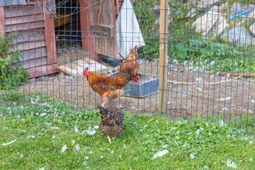 Free Range Hens Feeding and Walking Around a Backyard Chicken Coop. A close-up rural scene showing several domestic hens around a chicken coop, with some birds eating inside the fenced enclosure while © Nadiia