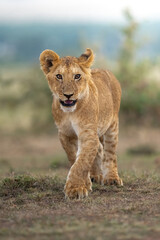 cachorro leon © Luciano