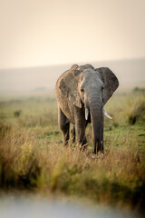 Elefante © Luciano