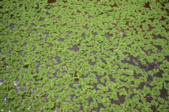 Green Azolla pinnata duckweed pattern background on water surface.